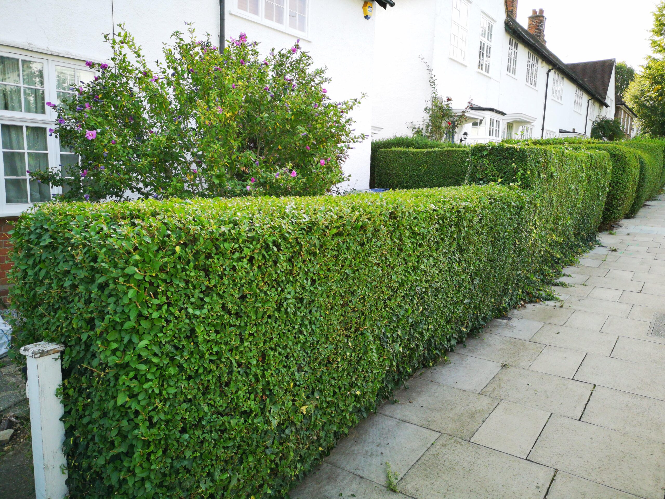 hedge trimming services